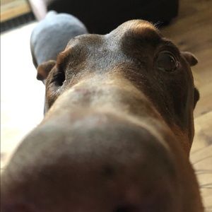 Meet your Posher, Hunter